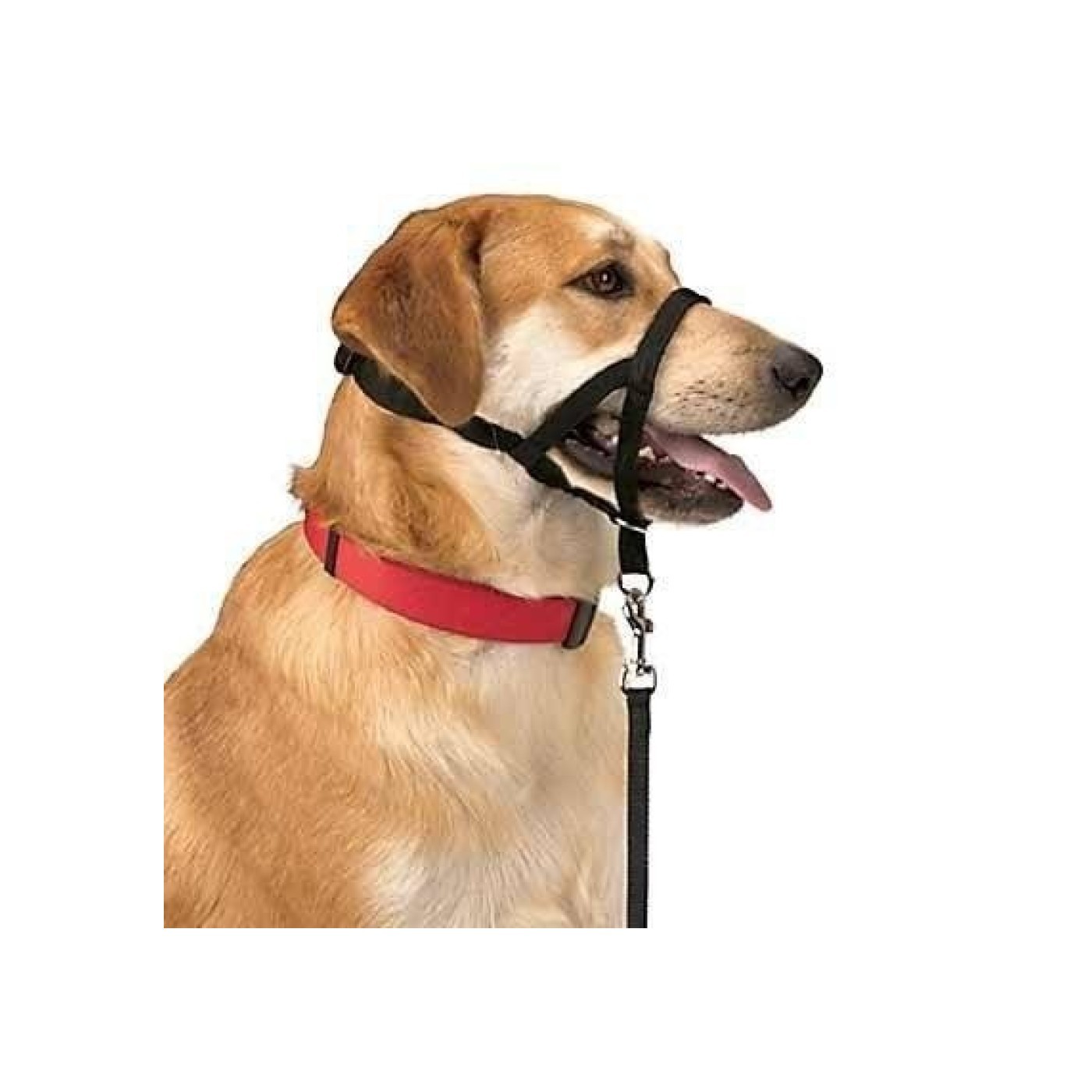 DOG CONTROL N.5 42cm
